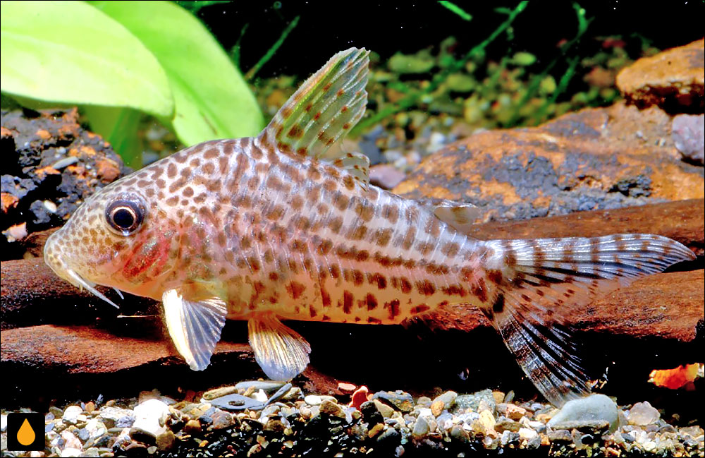 Corydoras noelkempffi