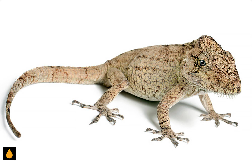 آنول ریشدار شرقی