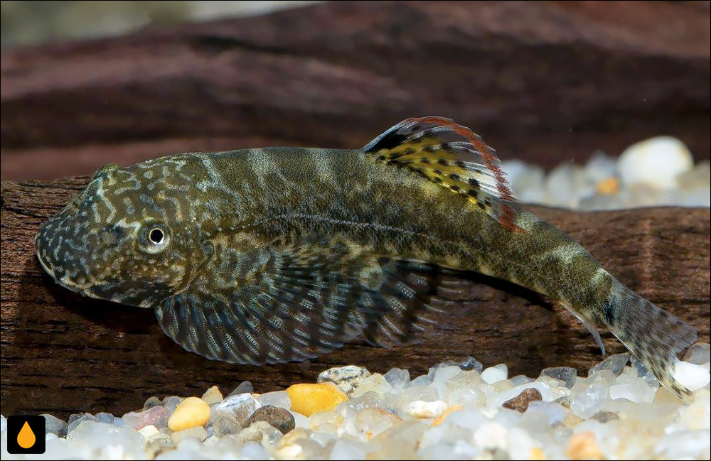 Pseudogastromyzon cheni