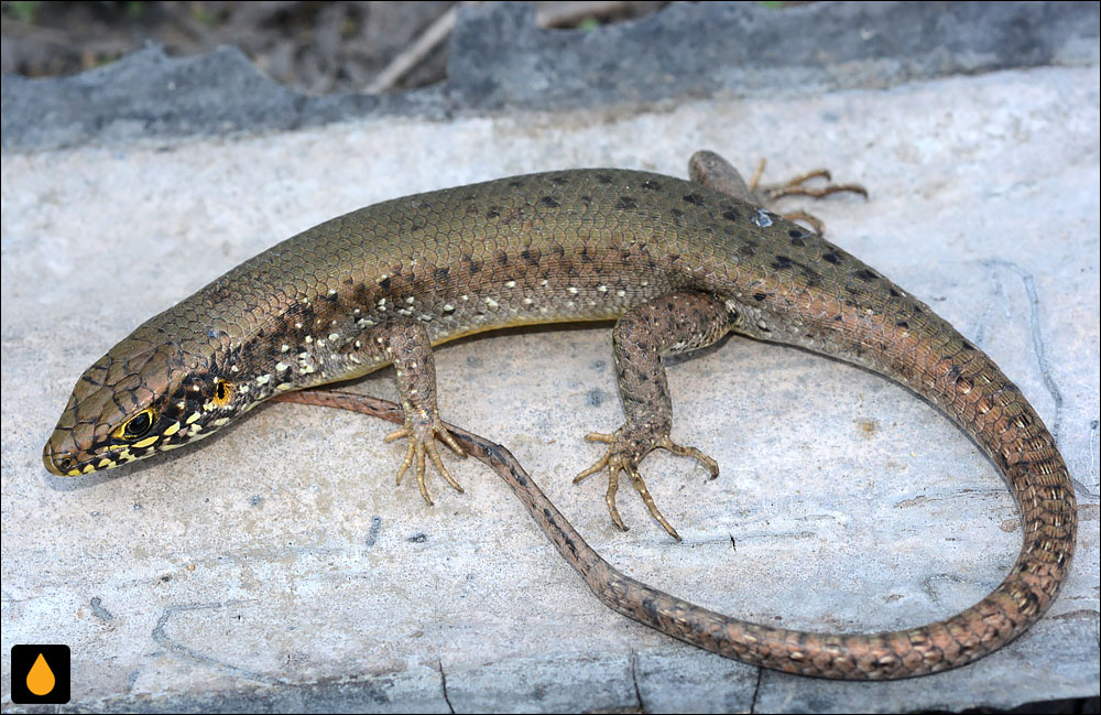 سقنقور لب‌خال‌دار