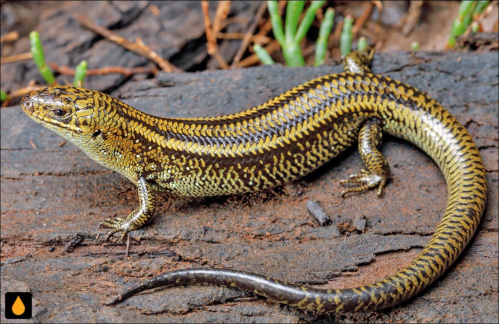 سقنقور سوگوار شرقی