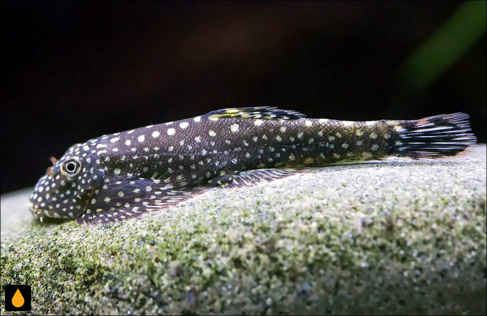 Gastromyzon scitulus