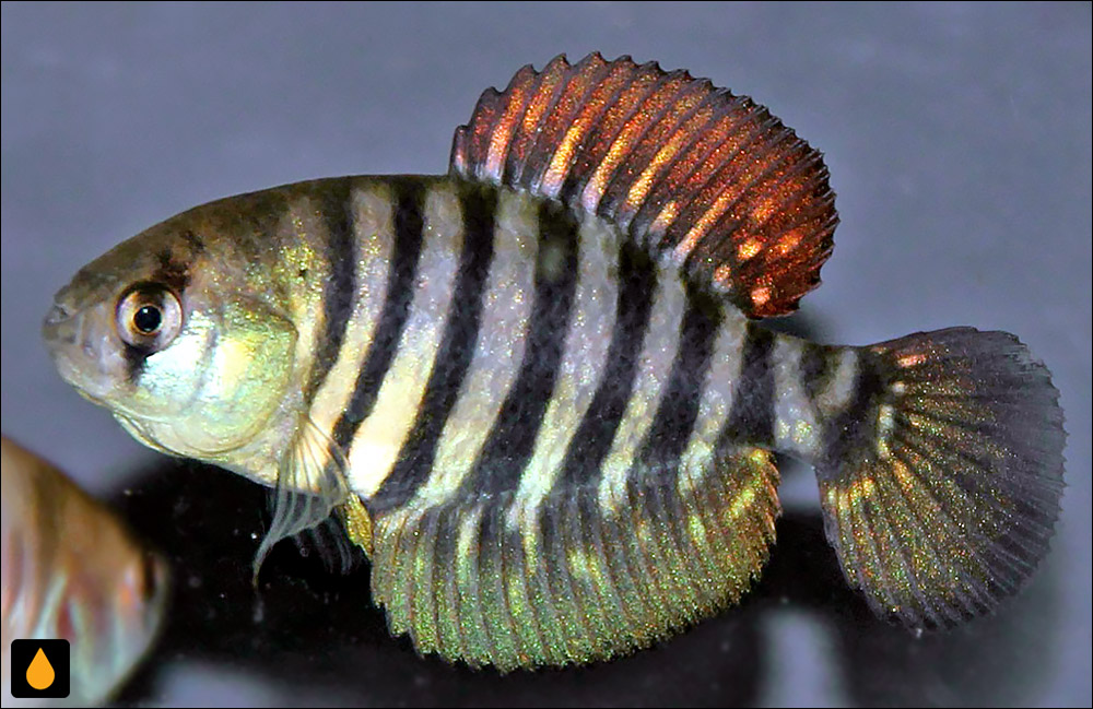 Austrolebias minuano