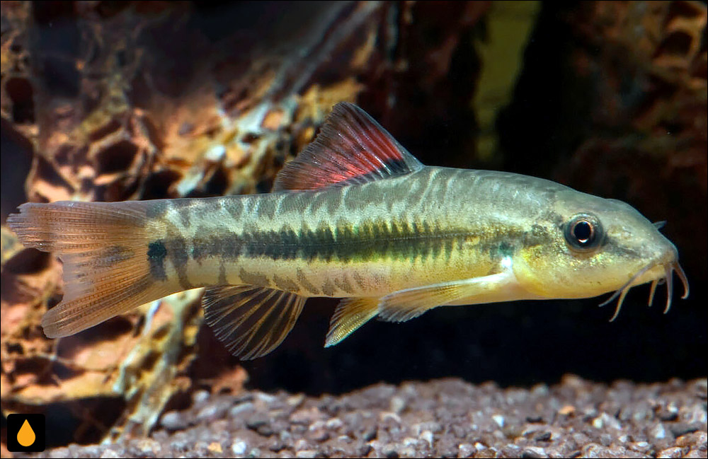 Traccatichthys pulcher