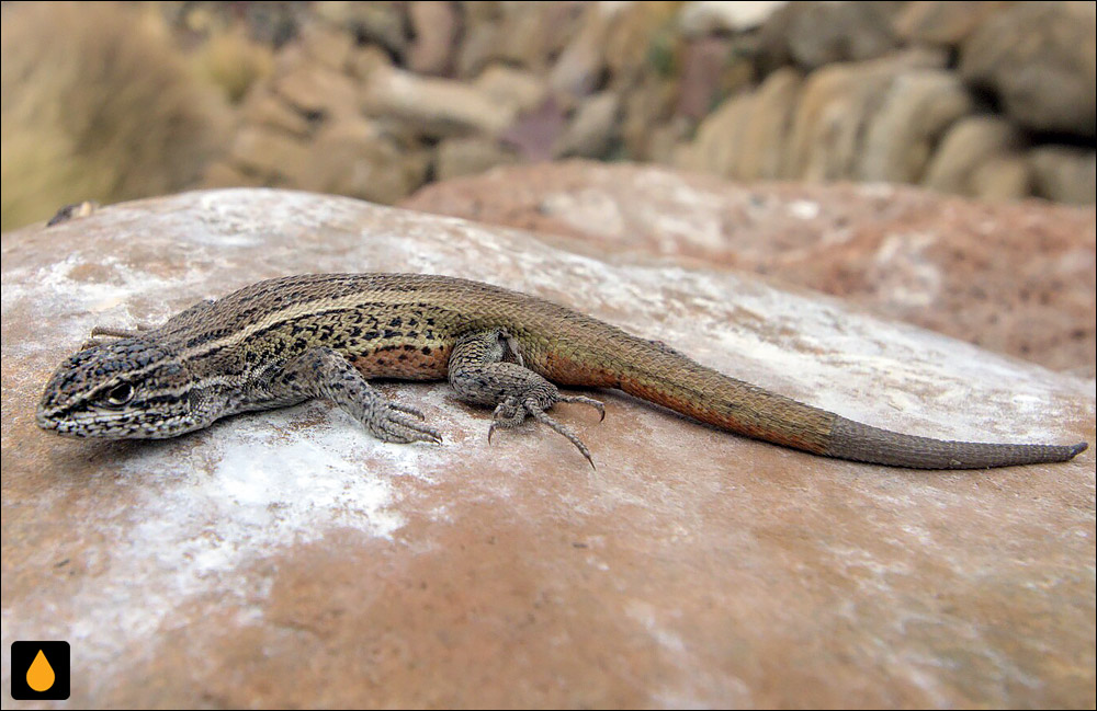 مارمولک باربارا