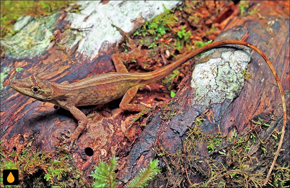 آنول کمپتون