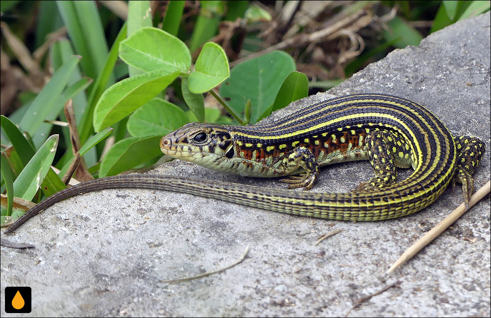 مارمولک کمربنددار آراسته