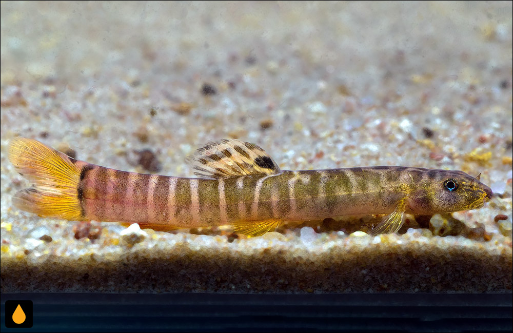 Schistura nilgiriensis