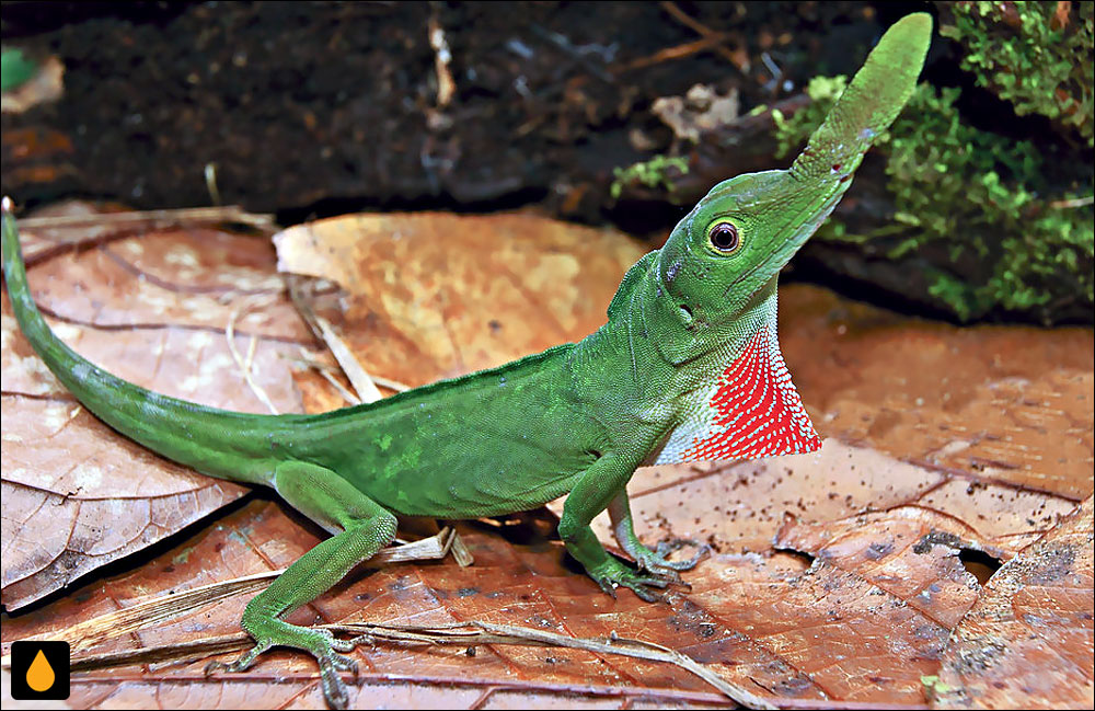 آنول بینیبرگی (آنول خفاشی)