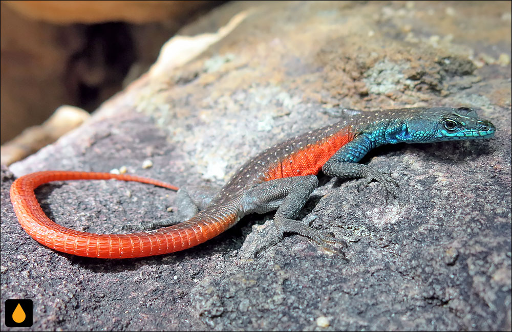 مارمولک تخت واتربرگ