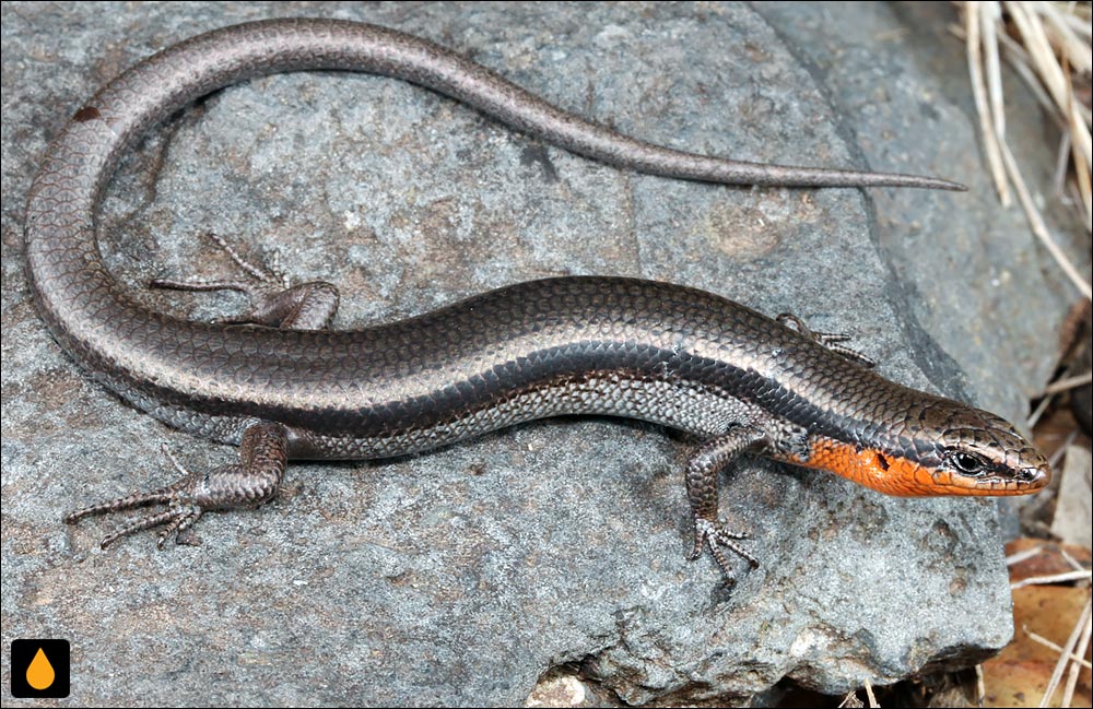 سقنقور گلوسرخ