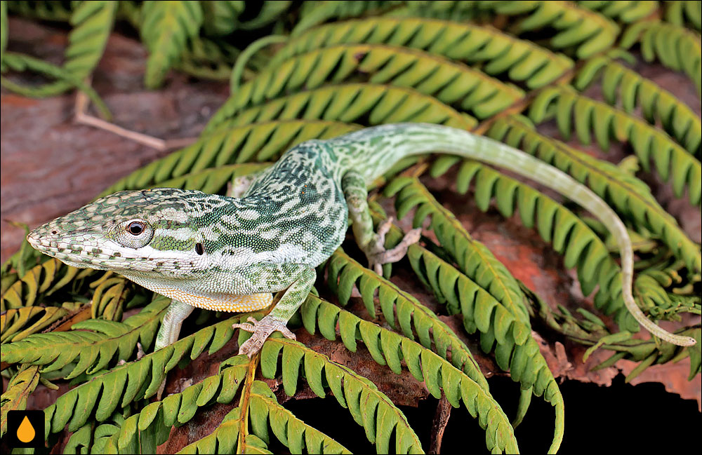 آنول سبز نوارخاکستری