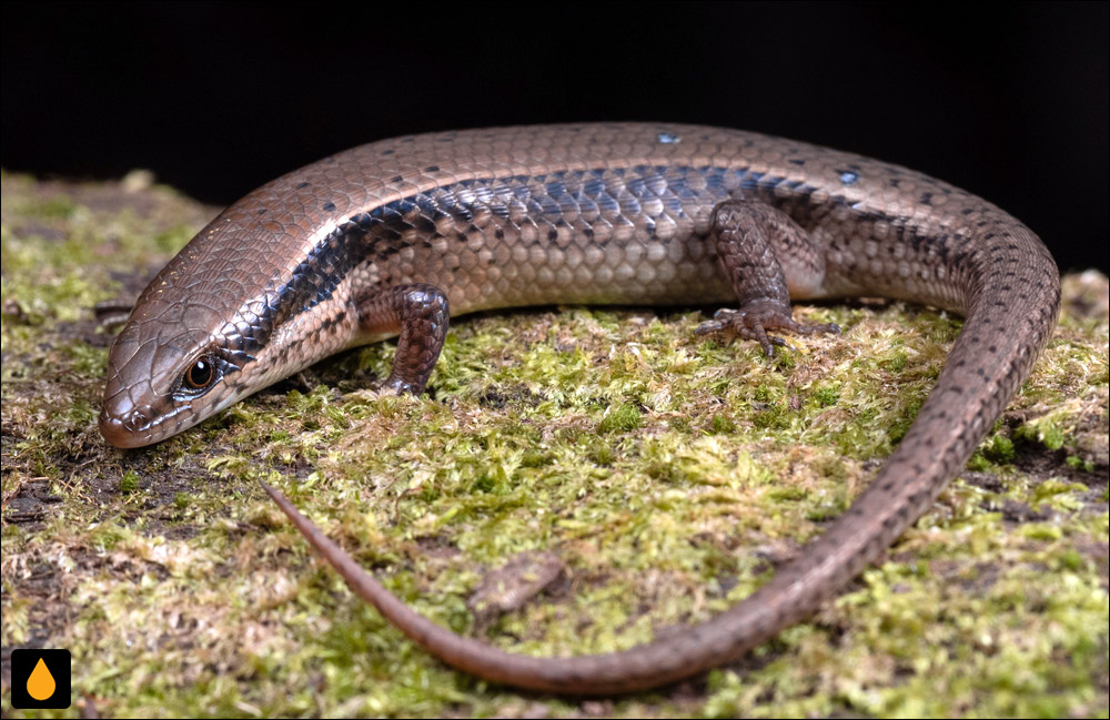 سقنقور چمنی آلاپالی (مابویای اشمیت)