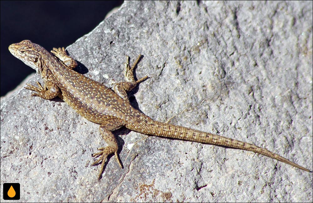 مارمولک گارین