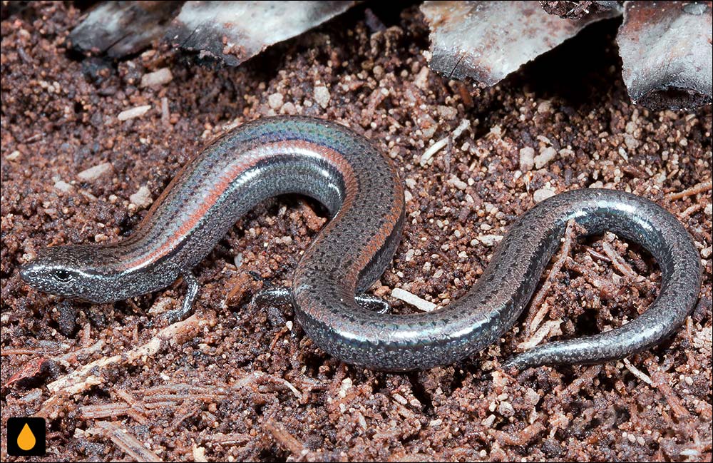 سقنقور بی‌گوش جنوب غربی