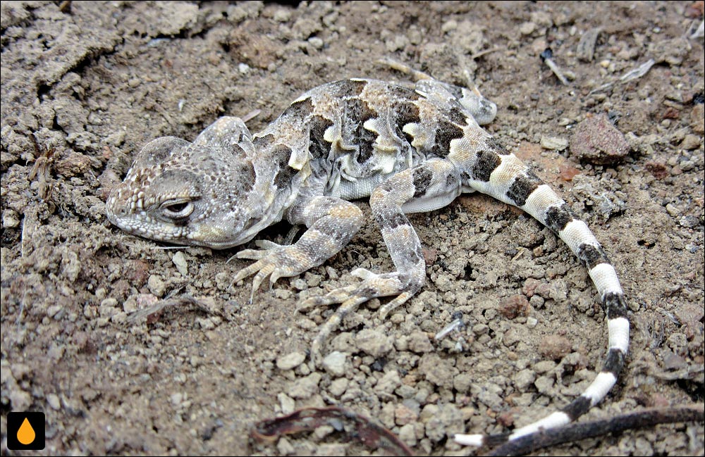 ایگوآنای داروین (مارمولک پاتاگونیای جنوبی)