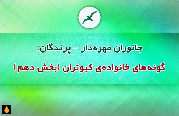 جانوران مهره‌دار - پرندگان: گونه‌های خانواده‌ی کبوتران (بخش دهم)