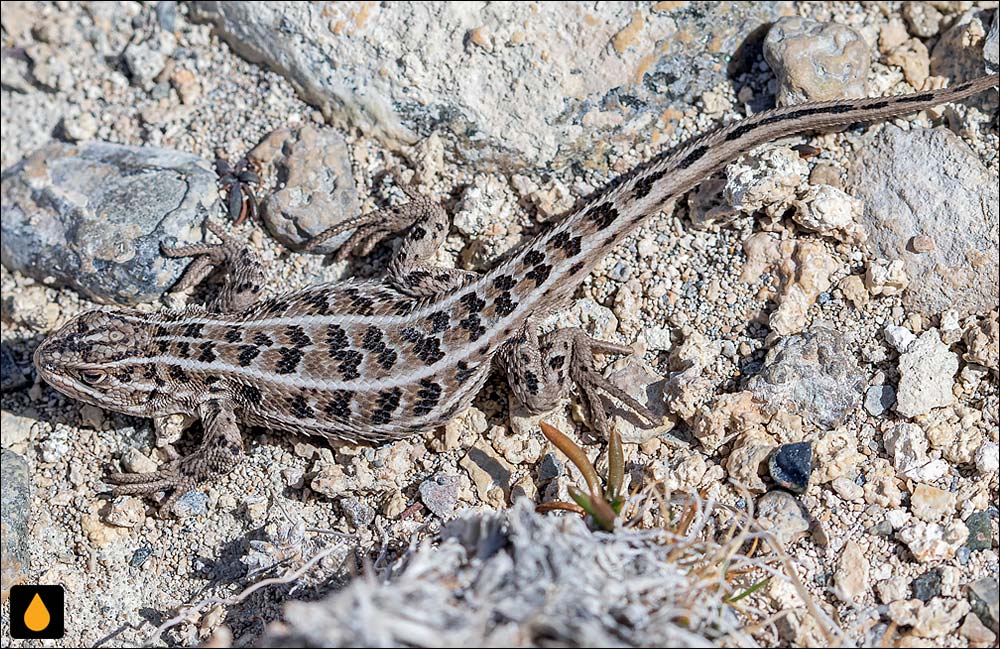 ایگوآنای درختی ماژلان