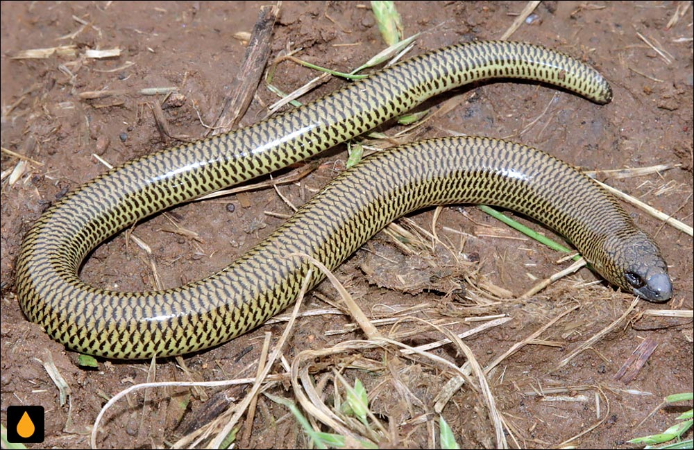 سقنقور بی‌پای سرکوتاه