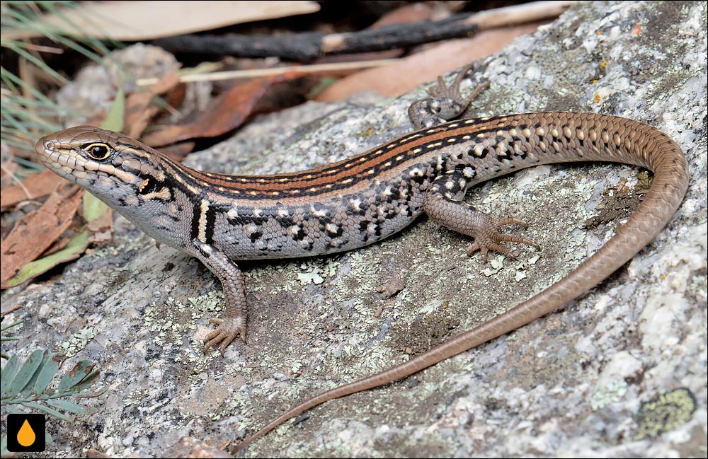 سقنقور سفید (سقنقور صخره‌ای سفید)