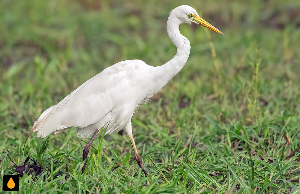 حواصیل نوک‌زرد (اگرت یا غار نوک‌زرد)