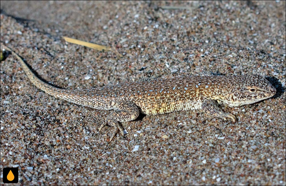 ایگوآنای درختی پرخال