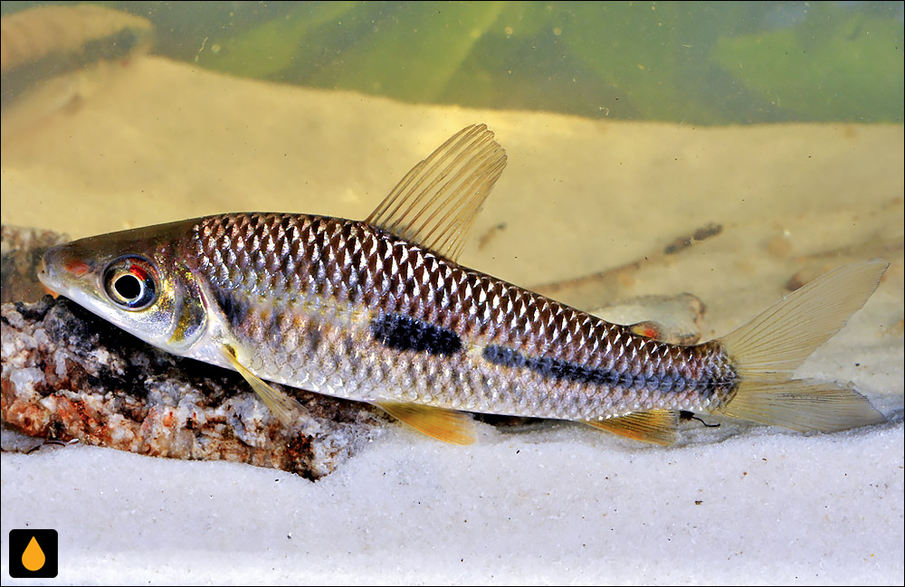 Leporinus moralesi