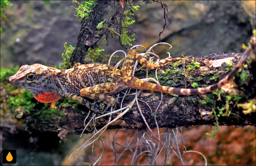 آنول آلوارز دل تورو