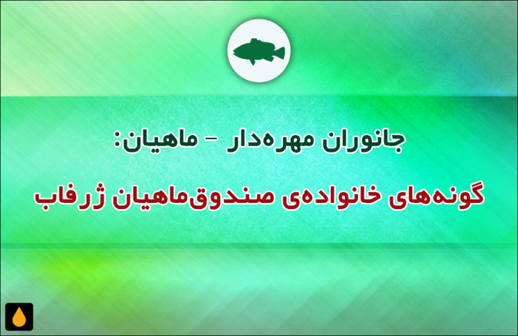 جانوران مهره‌دار - ماهیان: گونه‌های خانواده‌ی صندوق‌ماهیان ژرفاب