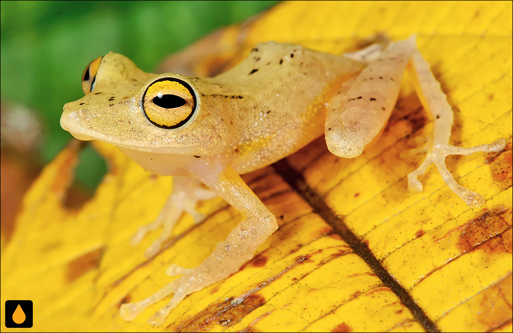 Pristimantis educatoris