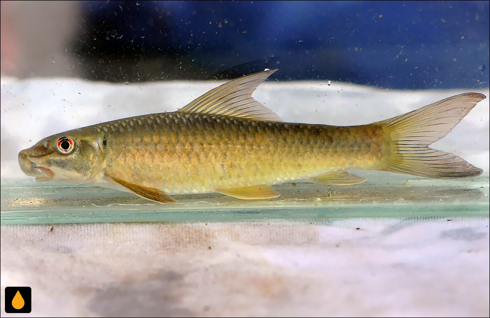 Labeo parvus