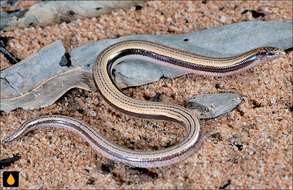 لغزنده‌ی خط‌ریز کارپنتریا