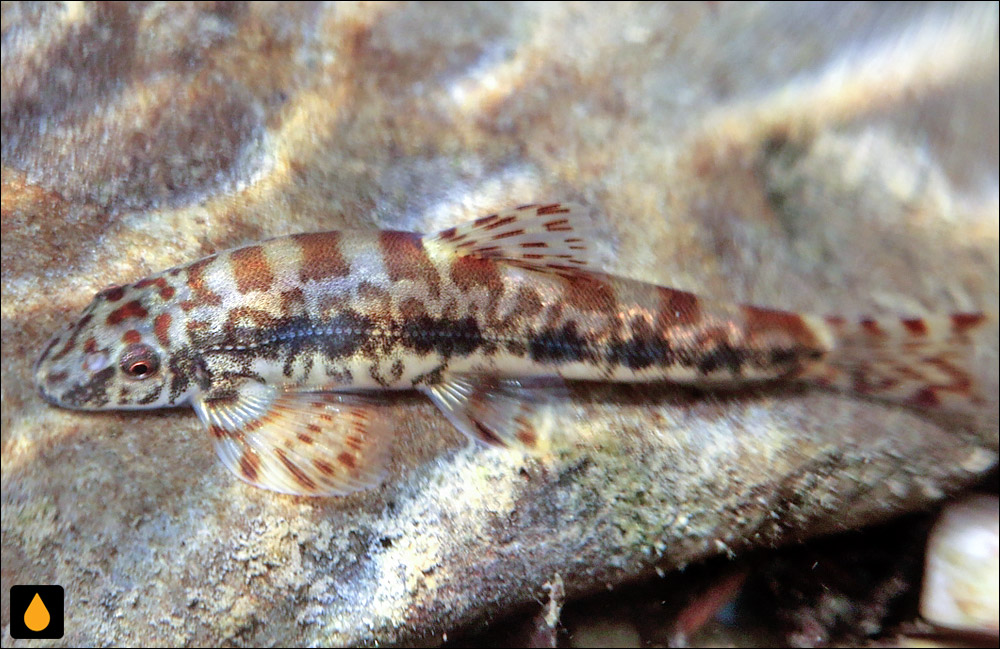 Liniparhomaloptera obtusirostris