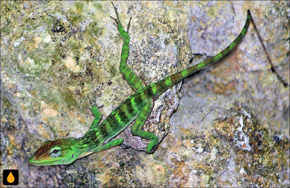 آنول غولپیکر دومینیکنی (آنول پورتو پلاتا)