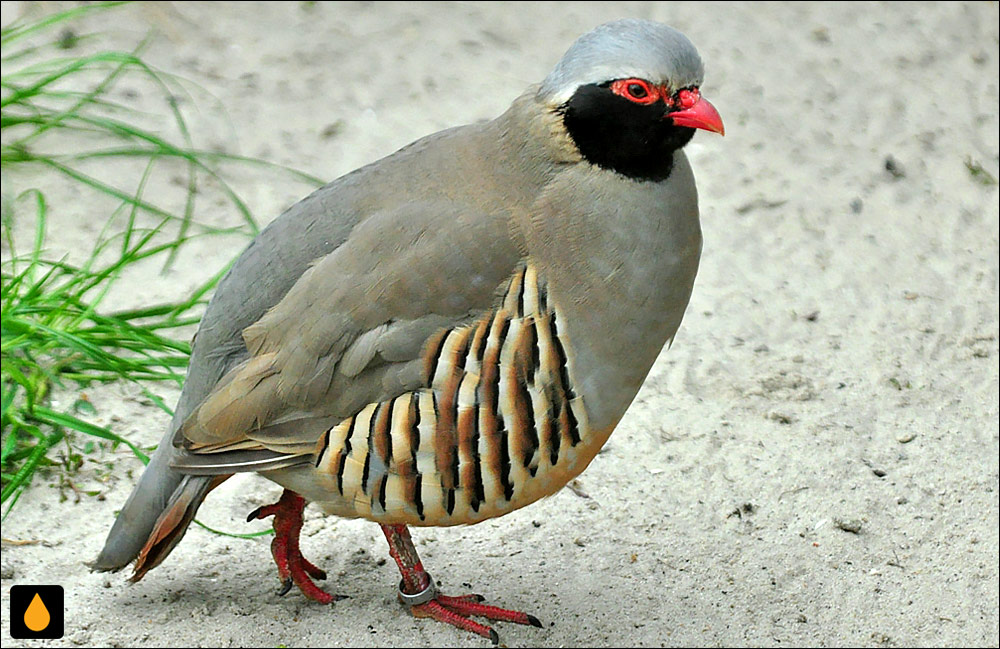 کبک فیلبی