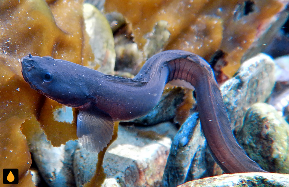 Crossostomus chilensis