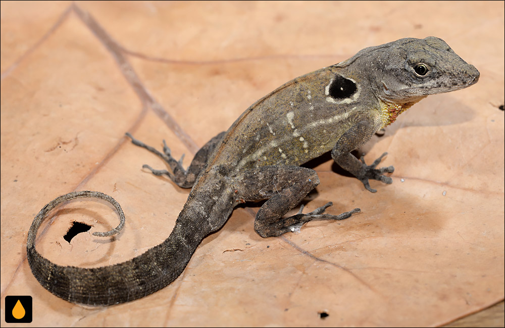 آنول شبهجزیرهای (آنول خالچشمی کوبایی)