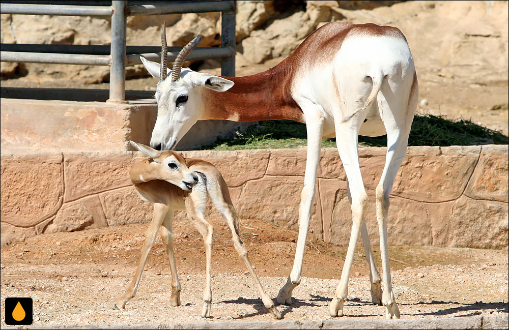 آهوی داما (پستانداری از خانواده‌ی گاوان)