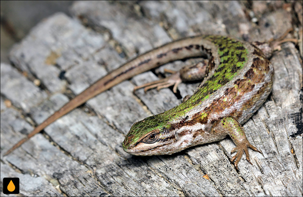 ایگوآنای درختی شیلی