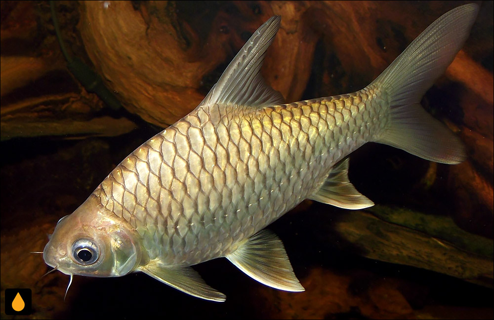 Hypsibarbus vernayi