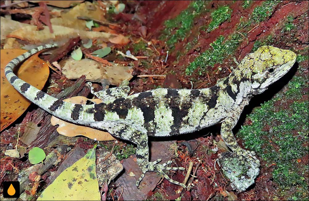 ایگوآنای استپ برزیلی