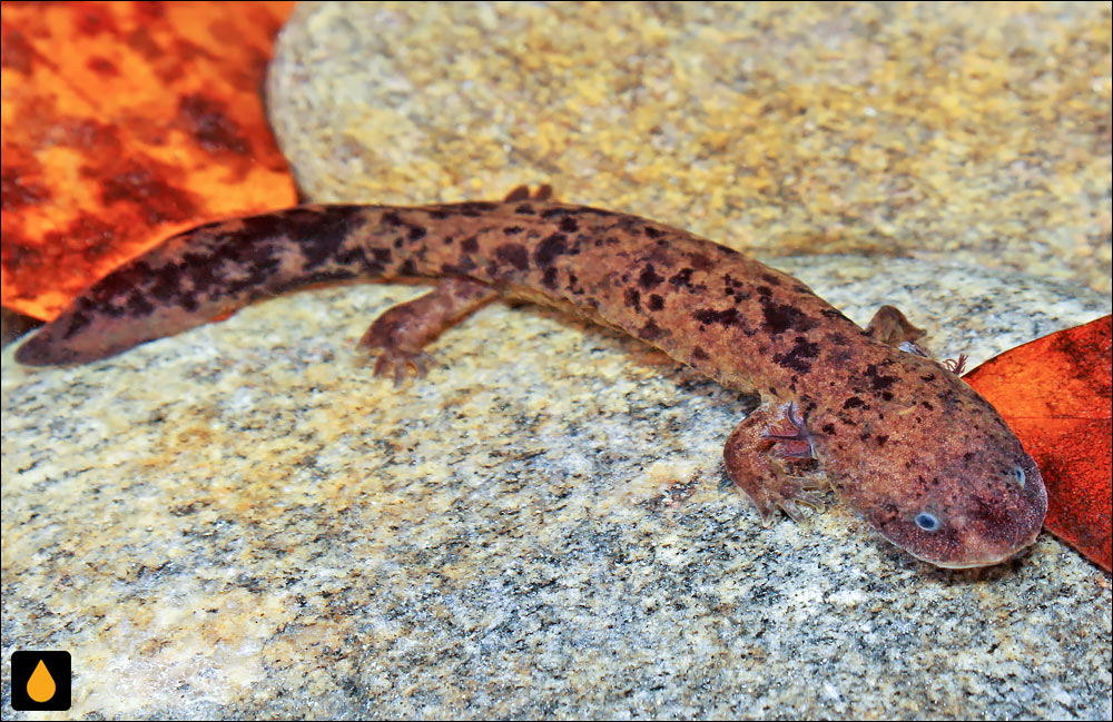 سمندر آبی (دوزیستی از خانواده‌ی سمندران بزرگ)