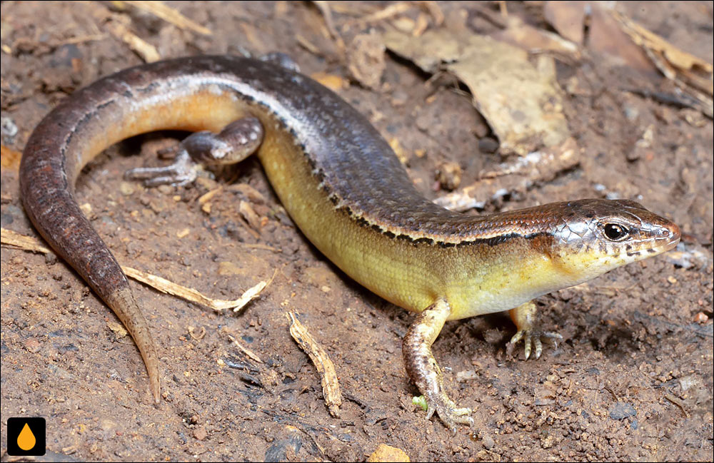 سقنقور جزیرهی لرد هاوو