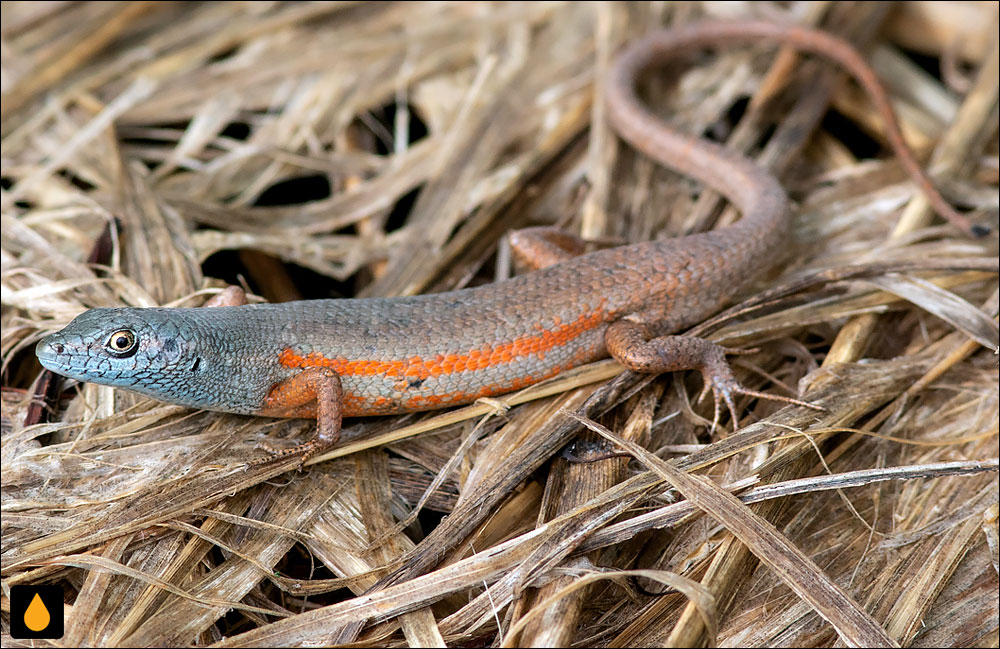 سقنقور رنگینکمانی برازنده