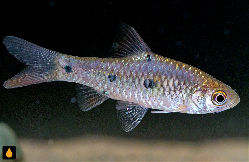 Barbodes sealei