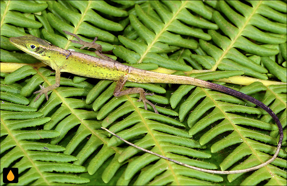 آنول یاتراس (آنول چماز سبز)