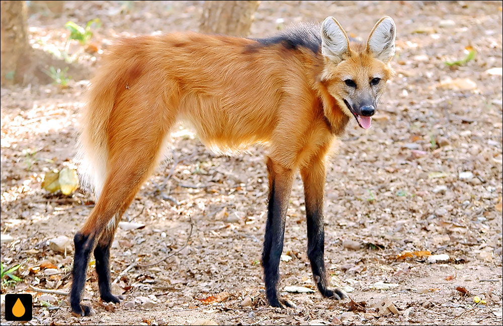 گرگ یال‌دار (پستانداری از خانواده‌ی سگان)