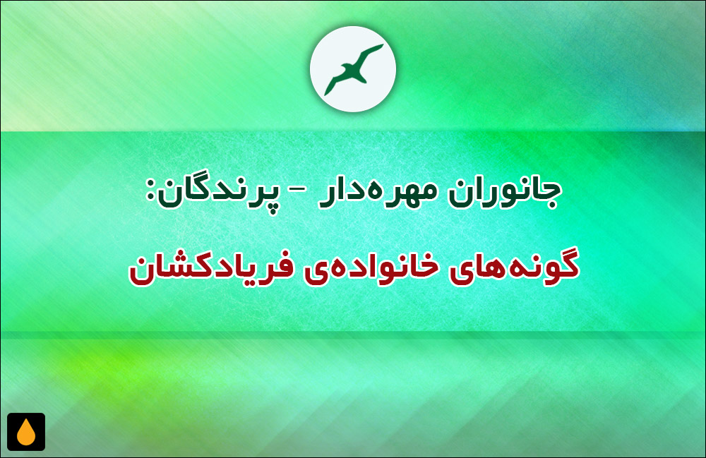 جانوران مهره‌دار - پرندگان: گونه‌های خانواده‌ی فریادکشان