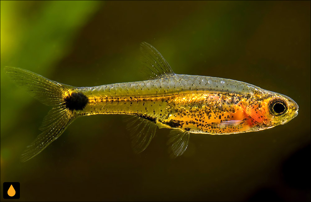 Barboides gracilis