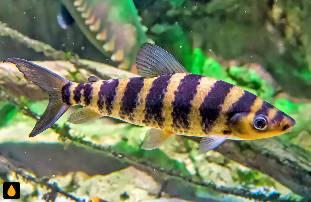 Leporinus affinis